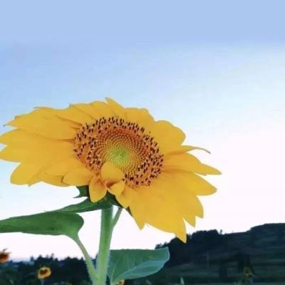 窗口期只有一年？“龙虾”竞速背后的AI暗战：京东另辟“产业端”解法，能后来居上吗？